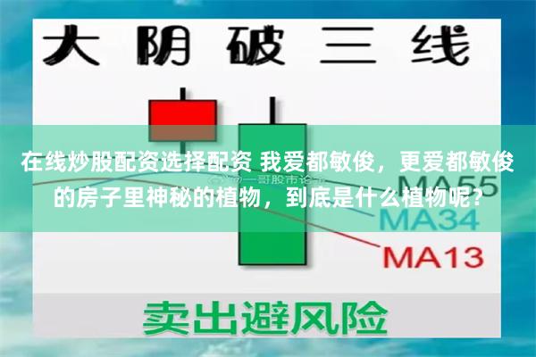 在线炒股配资选择配资 我爱都敏俊，更爱都敏俊的房子里神秘的植物，到底是什么植物呢？